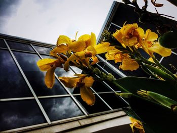 Close-up of yellow flower