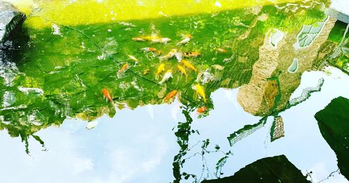 Low angle view of leaves floating on lake against sky