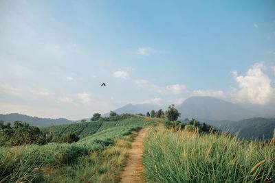 Scenic view of field against sky