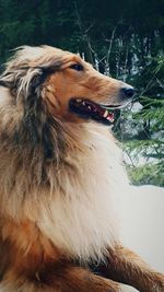 Close-up of a dog looking away