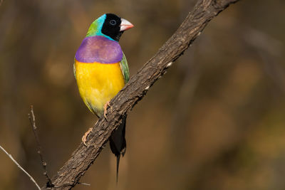 Close-up of bird perching on branch