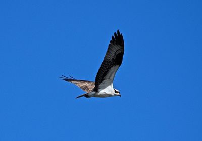 Low angle view of eagle flying against clear blue sky