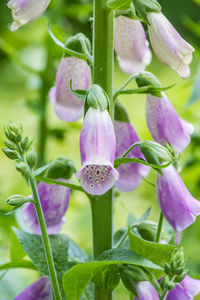 Close-up of purple flowering plant