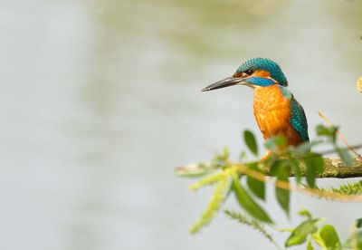 Close-up of bird perching on branch