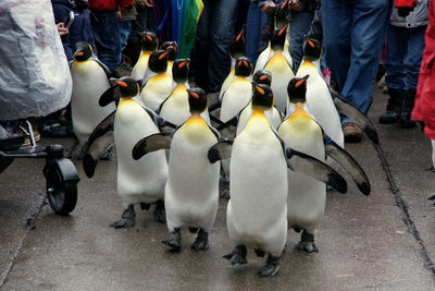 High angle view of penguins on birds