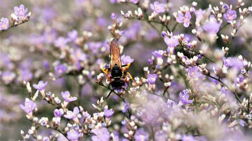 Close-up of bee pollinating on fresh purple flowers