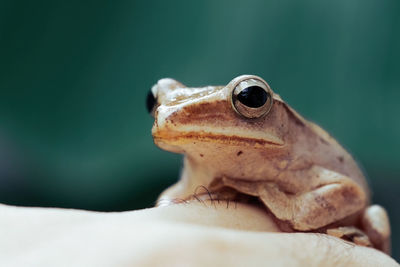 Frog on green leaf