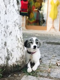 Portrait of white dog by tree trunk