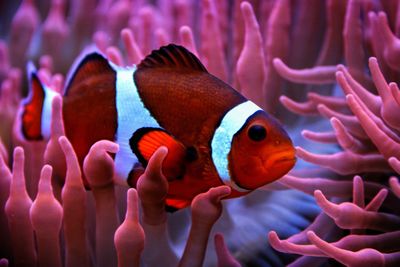 Fish swimming in sea, between corals