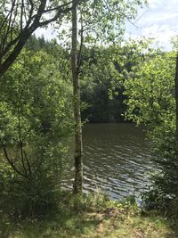 Scenic view of lake amidst trees in forest