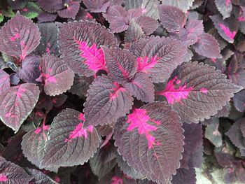 Close-up of pink flowers