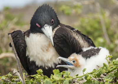 Close-up of birds perching on plants