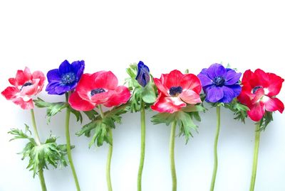 Close-up of purple flowers against white background