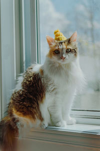 Portrait of a cat on window with hat