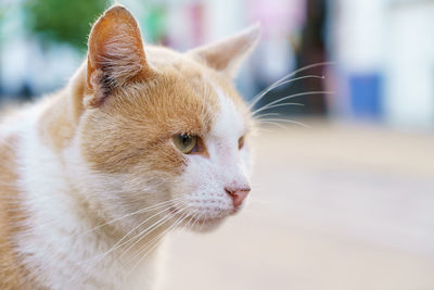 Portrait of red-haired with white cat close-up on street. stray cat looks up