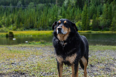 Dog looking away while standing on land