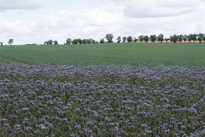 View of flowering plants on field against sky