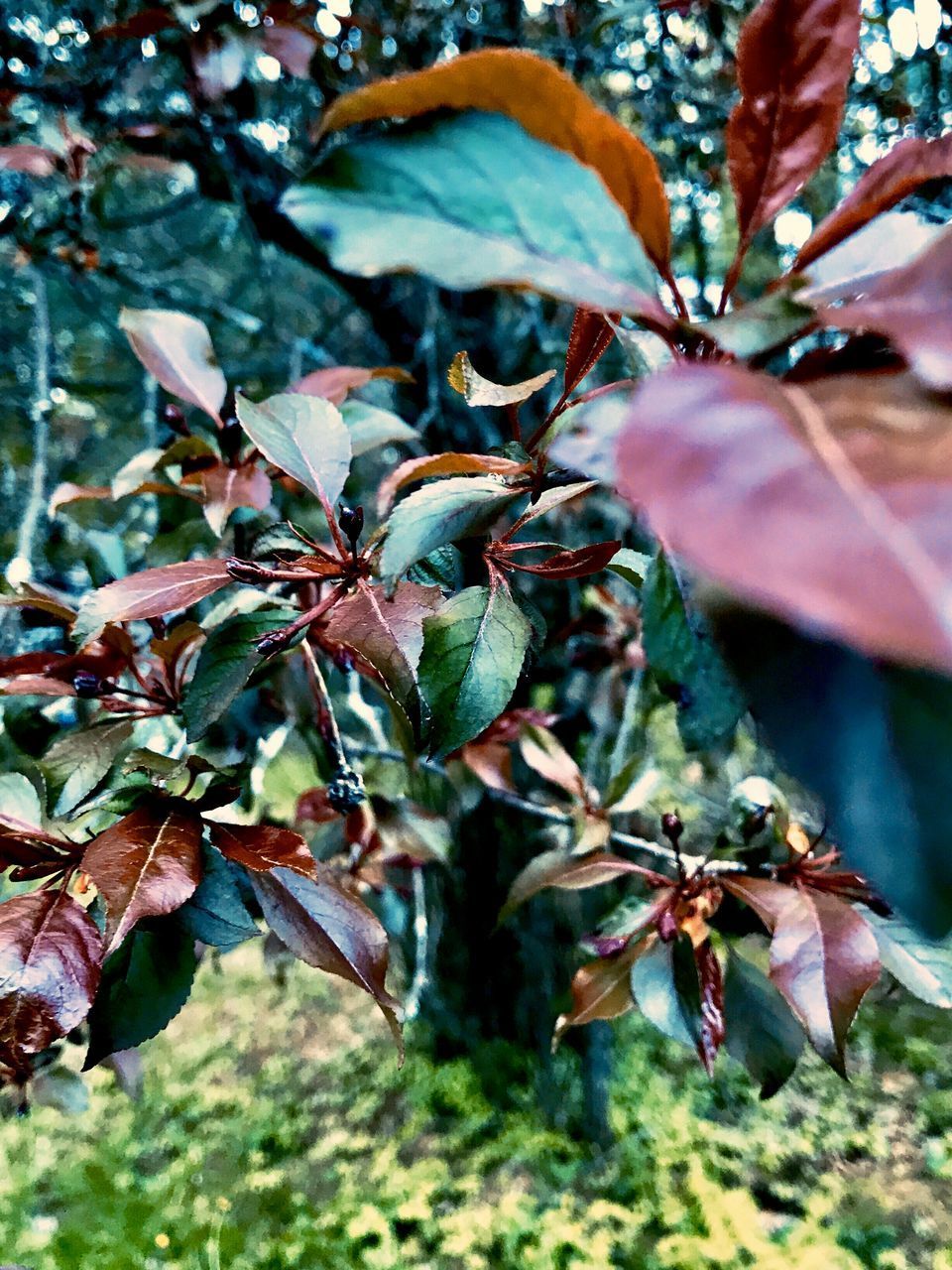 CLOSE-UP OF FRUIT TREE