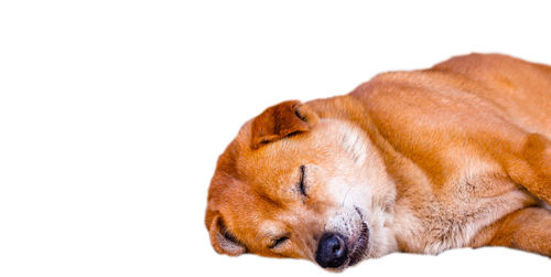 Dog sleeping on white background