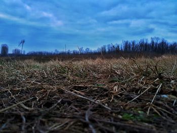 Close-up of grass on field against sky