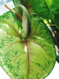 Close-up of green leaves