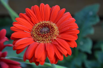 Close-up of red flower blooming outdoors