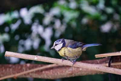  bird perching on branch