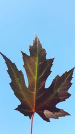 Low angle view of maple leaf against clear blue sky
