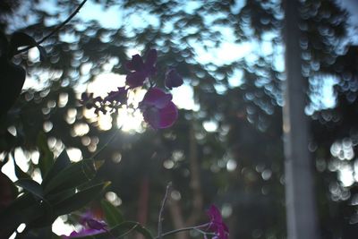 Close-up of pink flowers blooming on tree