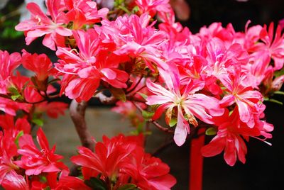 Close-up of pink flowers