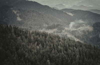 High angle view of trees in forest