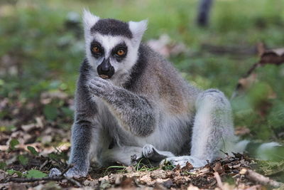 Ring-tailed lemur, lemur catta, eating