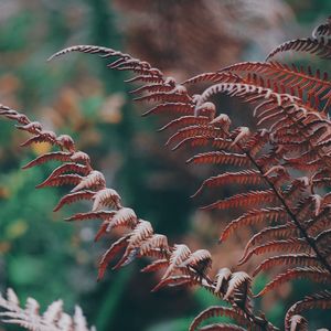 Close-up of plant