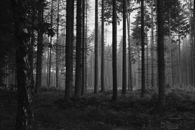 Trees in forest