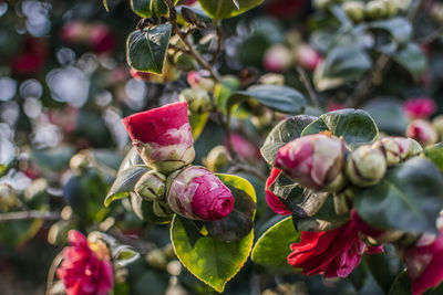 Close-up of red flowers