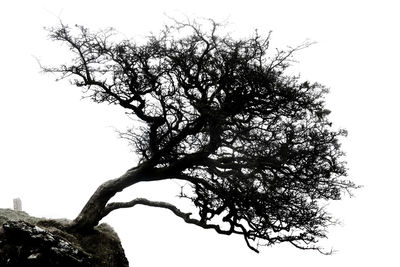 Low angle view of tree against clear sky