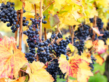 Grapes growing in vineyard