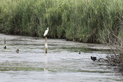 Gray heron perching on lake