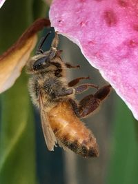 Close-up of bee on flower