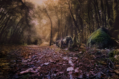 Autumn leaves on a forest