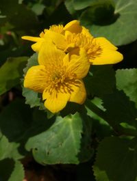 Close-up of yellow flowering plant