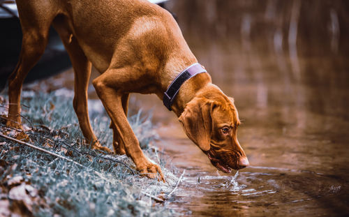 Dog in water