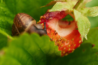 Close-up of insect on leaf