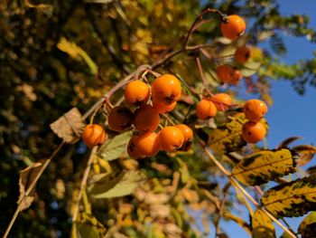 Low angle view of fruits on tree