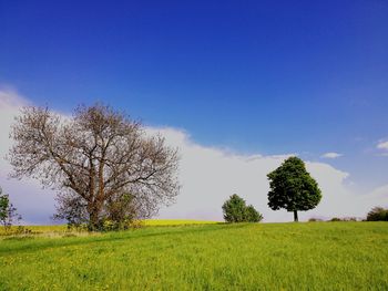 Trees on field against sky