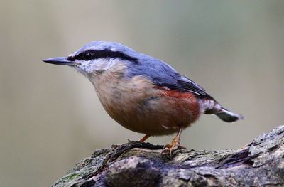 Close-up of bird perching on wood