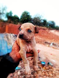 Dog looking away outdoors