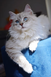 Close-up portrait of a cat at home
