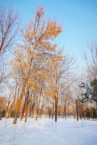 Bare trees on snow covered land against sky