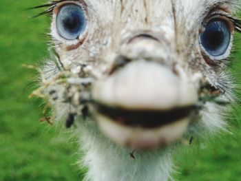 Close-up of ostrich head